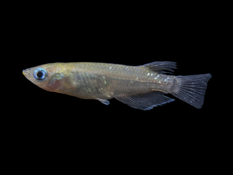 Medaka Ricefish aka Japanese Ricefish / Killifish for sale 