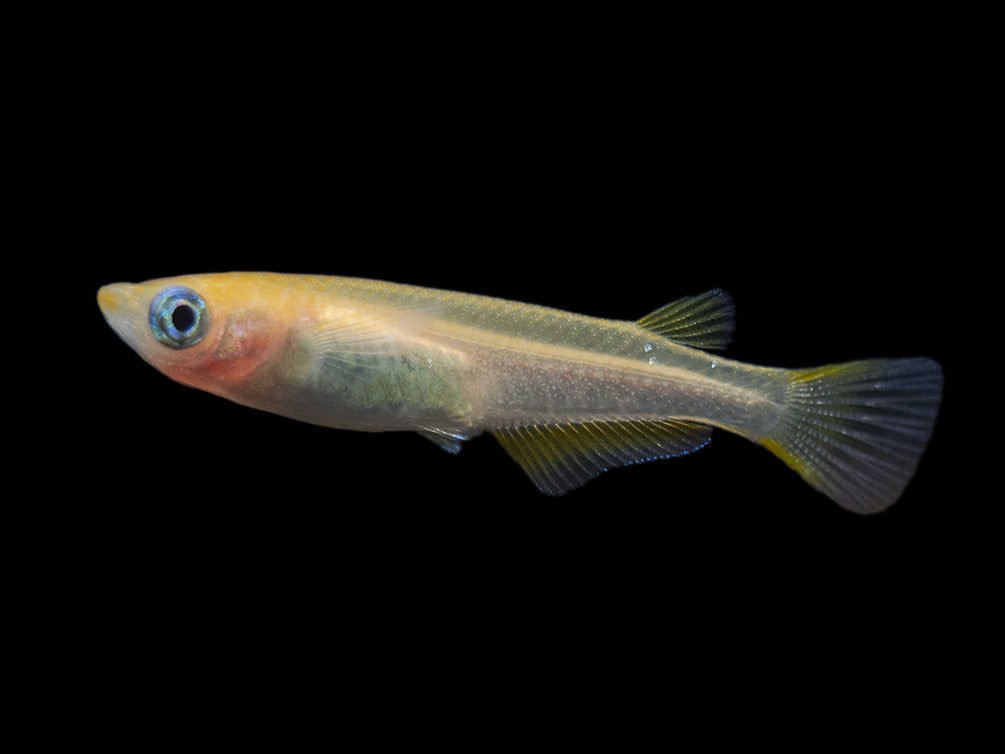 Medaka Ricefish aka Japanese Ricefish / Killifish for sale 