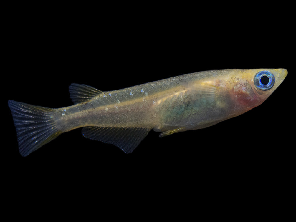 Assorted Medaka Ricefish aka Japanese Ricefish/Killifish (Oryzias latipes) - Tank-Bred!