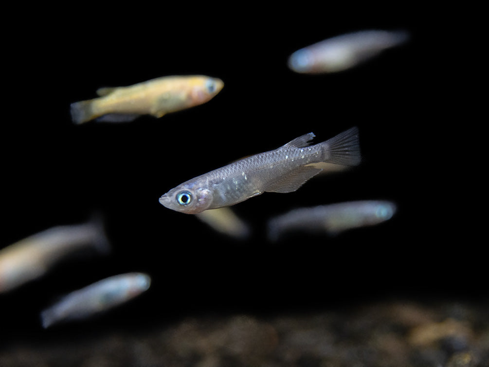 Ricefish – Aquatic Arts