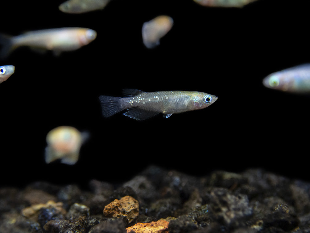 Ricefish – Aquatic Arts