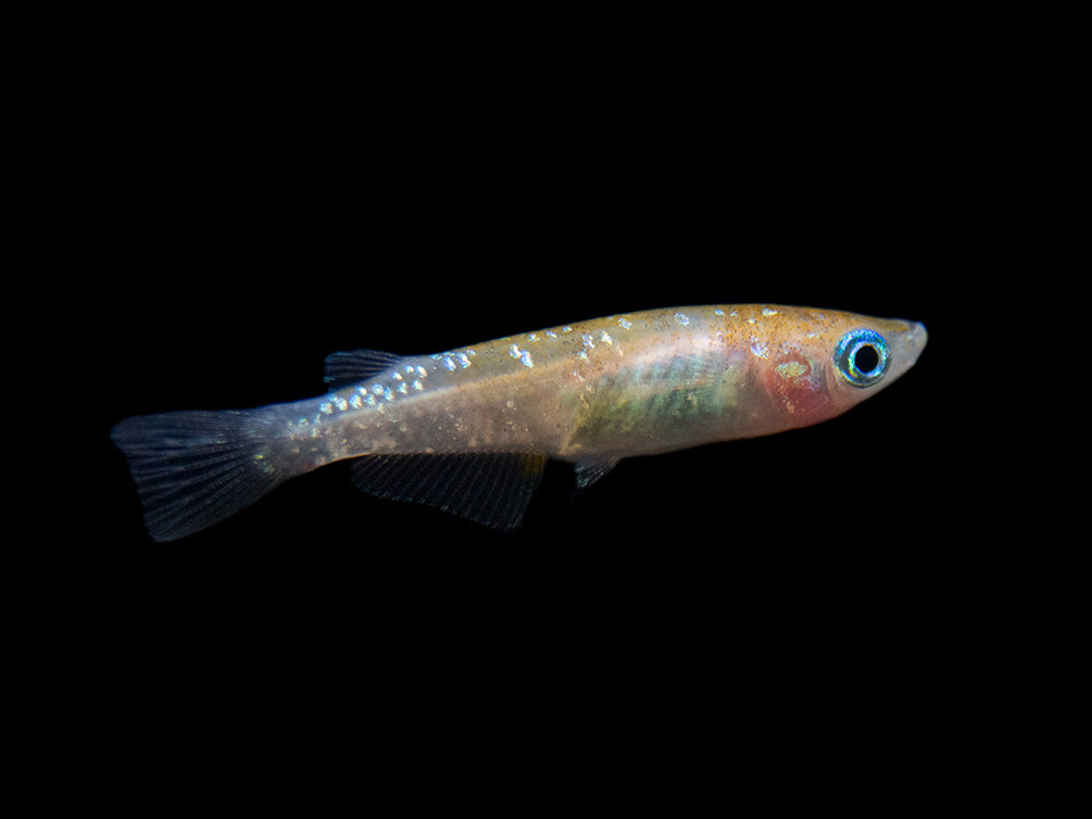 Ricefish – Aquatic Arts