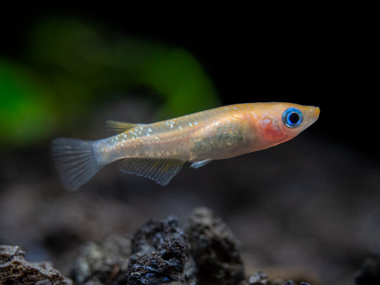 Medaka Ricefish aka Japanese Ricefish / Killifish for sale 