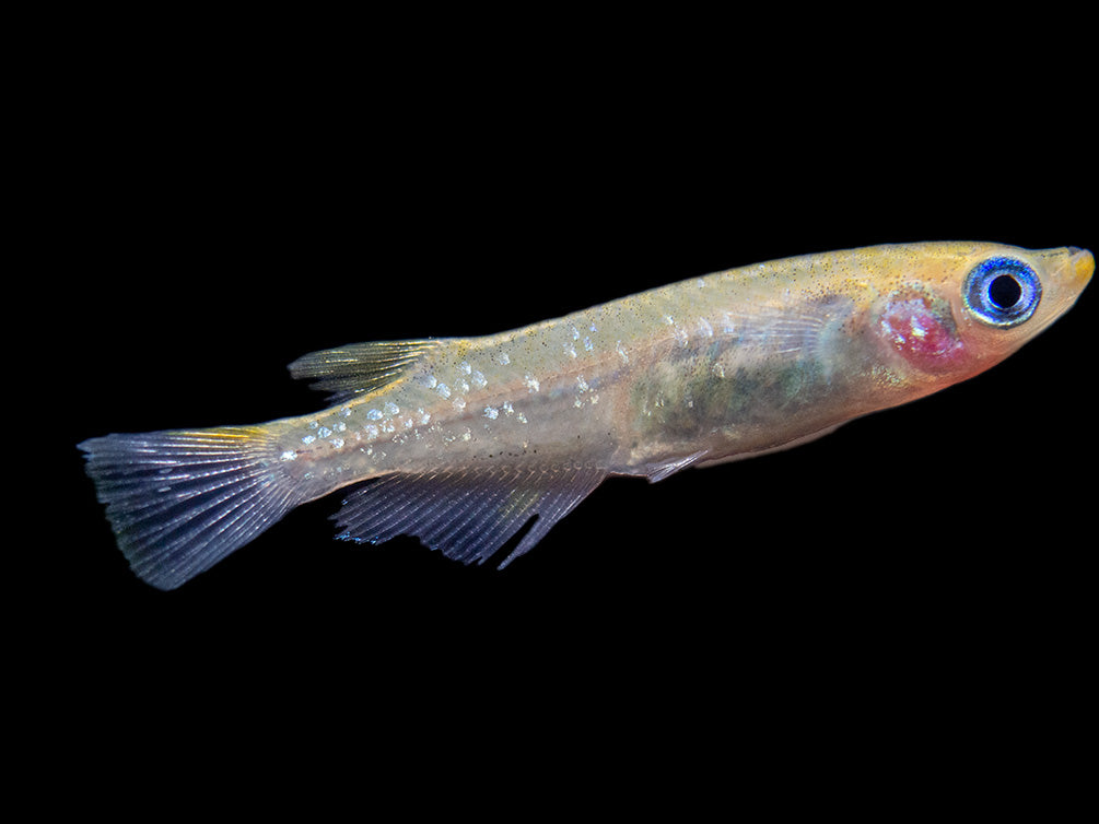 Ricefish – Aquatic Arts