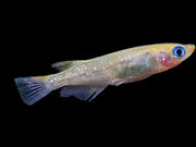 Medaka Ricefish aka Japanese Ricefish / Killifish for sale 