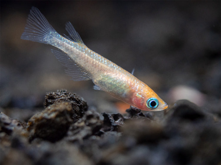 Medaka Ricefish aka Japanese Ricefish / Killifish for sale 