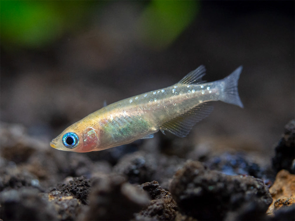 Medaka Ricefish aka Japanese Ricefish / Killifish for sale 