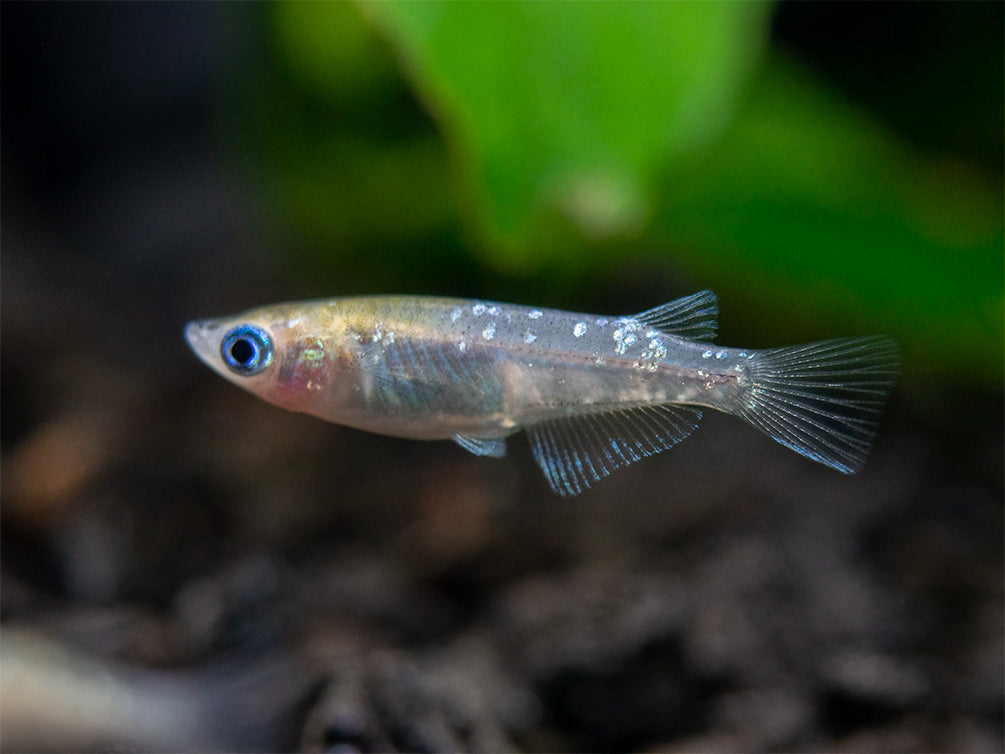 Ricefish – Aquatic Arts