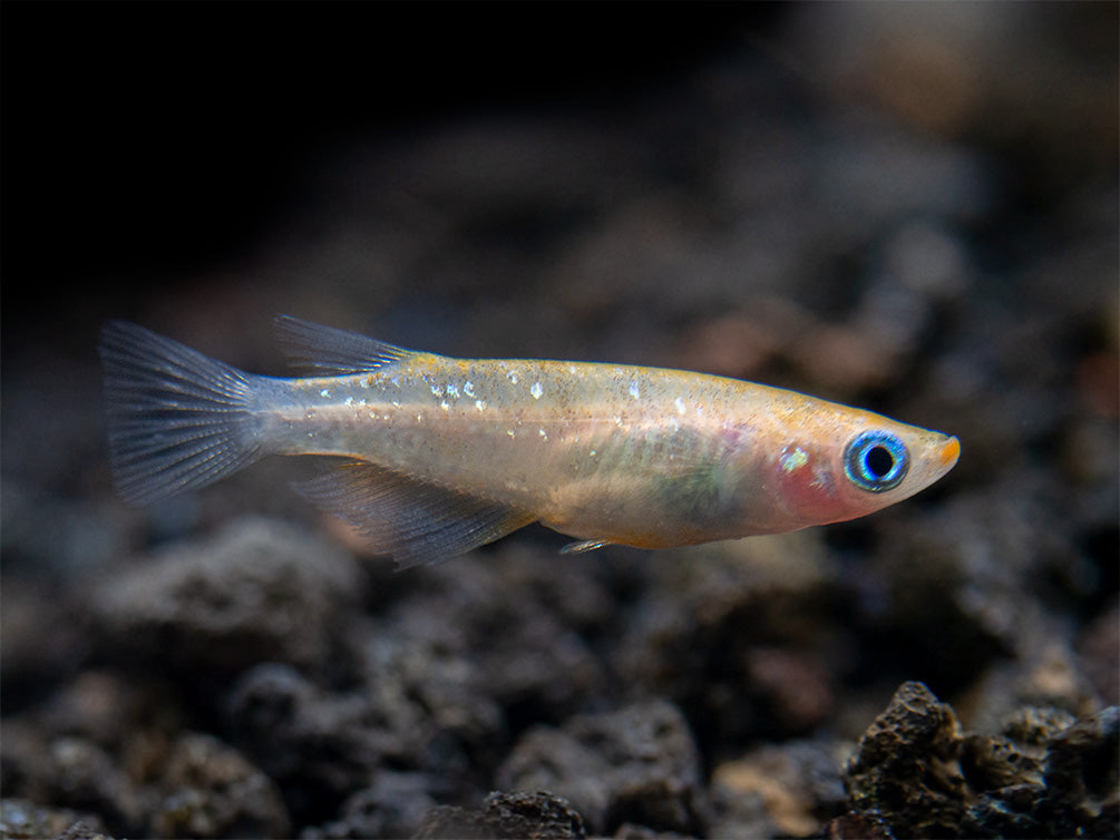 Assorted Rice Fish Ricefish – Aquatic Arts