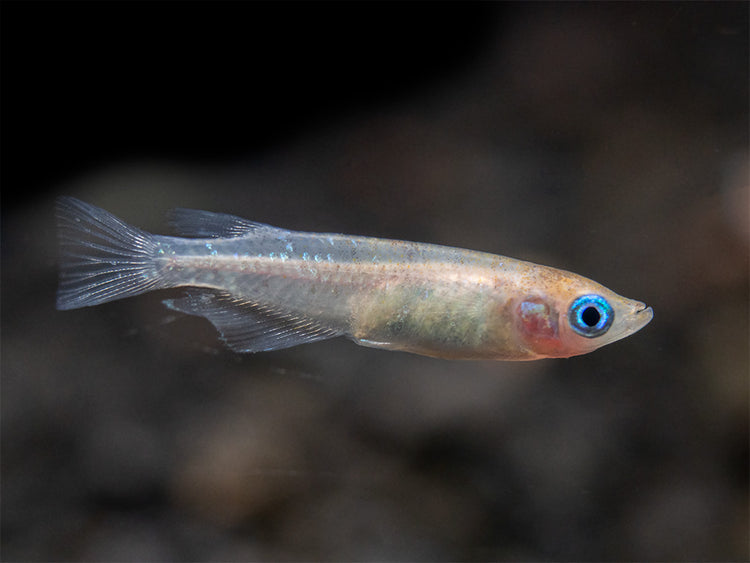 Medaka Ricefish aka Japanese Ricefish / Killifish for sale 