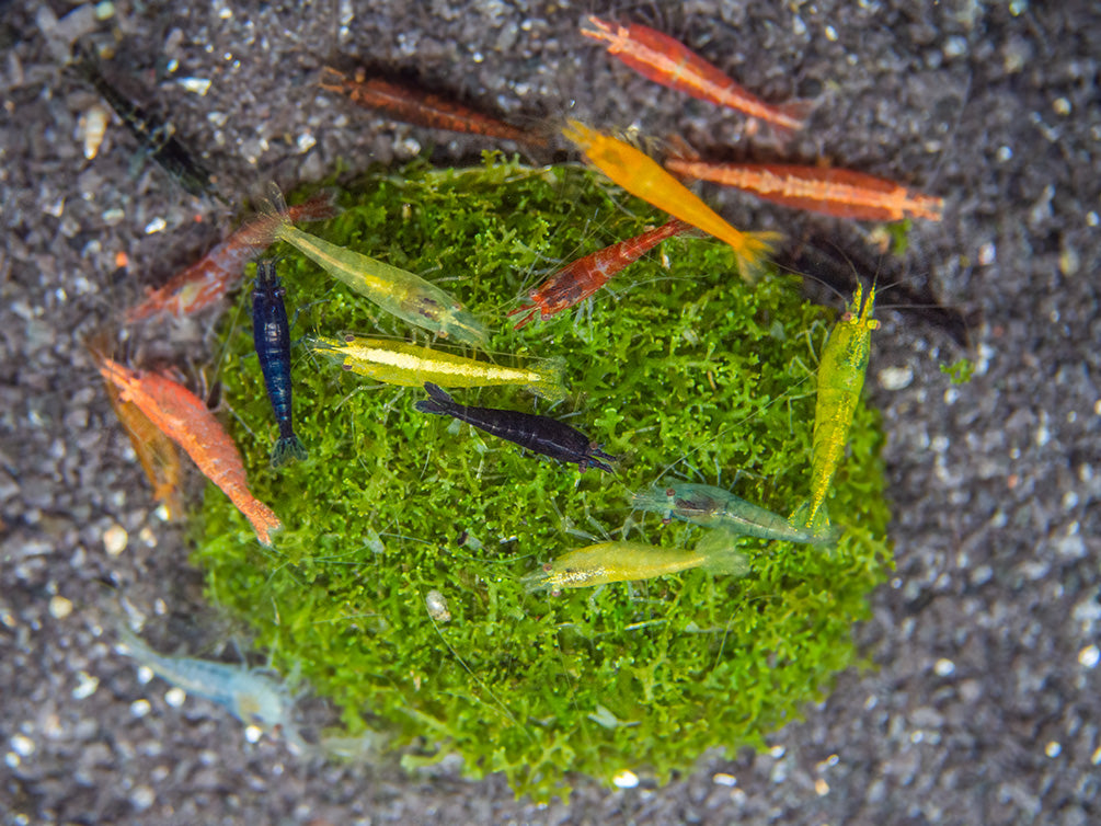 Assorted Neocaridina Shrimp (Neocaridina davidi/zhangjiajiensis), Tank-Bred!