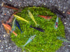 Assorted Neocaridina Shrimp (Neocaridina davidi/zhangjiajiensis), Tank-Bred!