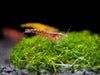 Assorted Neocaridina Shrimp (Neocaridina davidi/zhangjiajiensis), Tank-Bred!