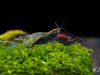 Assorted Neocaridina Shrimp (Neocaridina davidi/zhangjiajiensis), Tank-Bred!