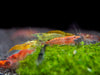 Assorted Neocaridina Shrimp (Neocaridina davidi/zhangjiajiensis), Tank-Bred!