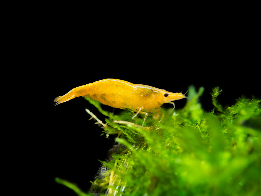 Assorted Neocaridina Shrimp (Neocaridina davidi/zhangjiajiensis), Tank-Bred!