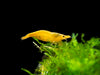 Assorted Neocaridina Shrimp (Neocaridina davidi/zhangjiajiensis), Tank-Bred!