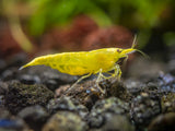 Golden Back Yellow Shrimp (Neocaridina davidi), Tank-Bred