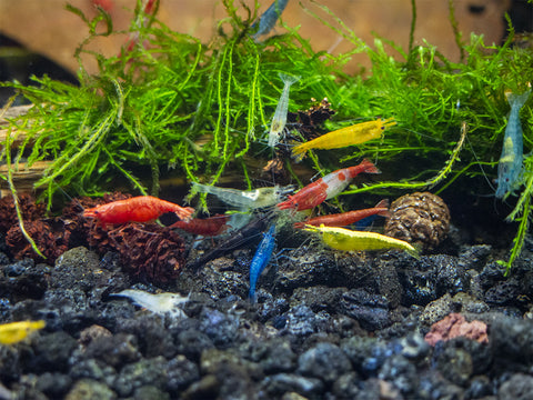 Primary Colors Dwarf Shrimp Combo Pack (Sakura Red, Neon Yellow, and Sky Blue), Tank-Bred!