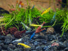 Assorted Neocaridina Shrimp (Neocaridina davidi/zhangjiajiensis), Tank-Bred!