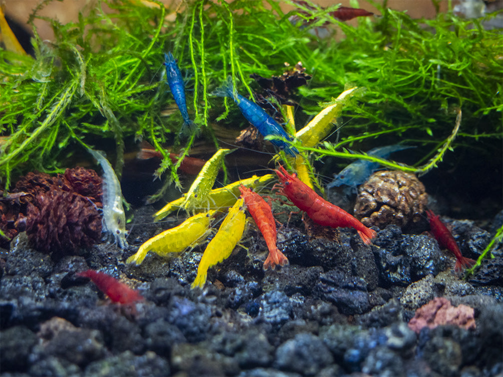 Freshwater Shrimp Aquarium
