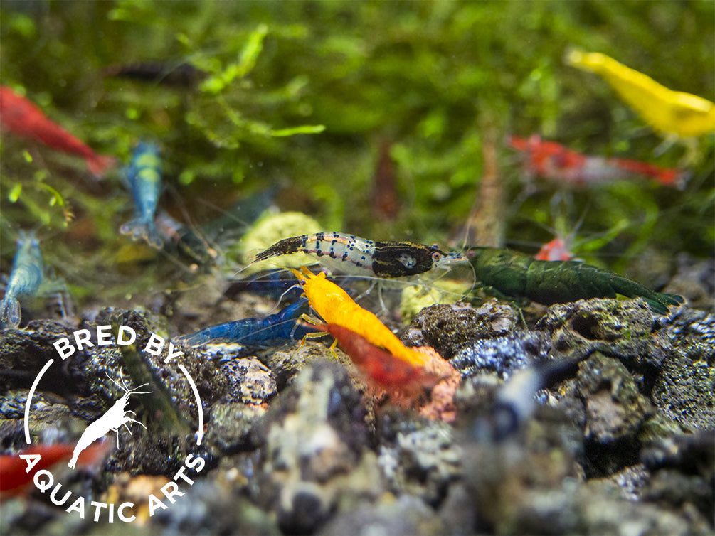 Assorted Neocaridina Shrimp (Neocaridina davidi/zhangjiajiensis), BREDBY: Aquatic Arts