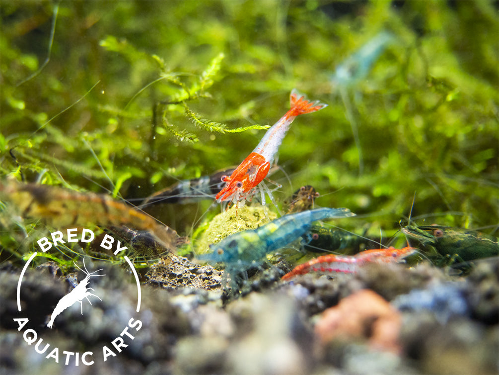 Assorted Neocaridina Shrimp (Neocaridina davidi/zhangjiajiensis), BREDBY: Aquatic Arts