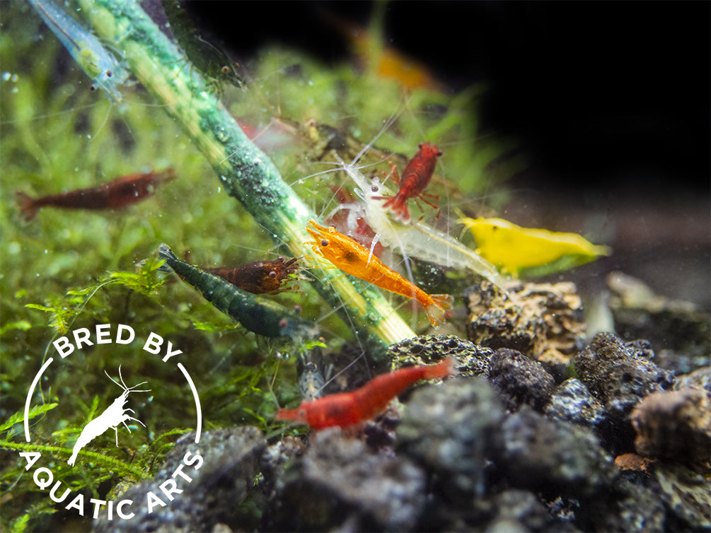 Assorted Neocaridina Shrimp (Neocaridina davidi/zhangjiajiensis), BREDBY: Aquatic Arts