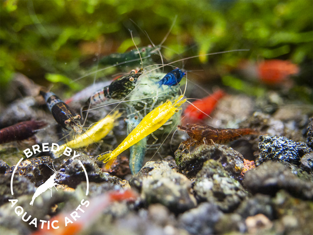 Assorted Neocaridina Shrimp (Neocaridina davidi/zhangjiajiensis), BREDBY: Aquatic Arts