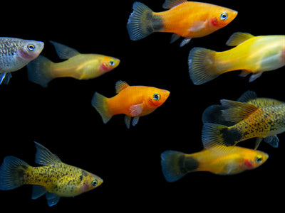 different types of platy fish 