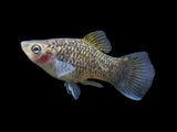 platy fish for freshwater aquarium 