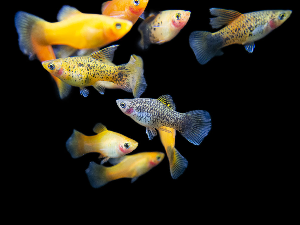platy fish breeding 