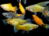 freshwater platy fish for sale 