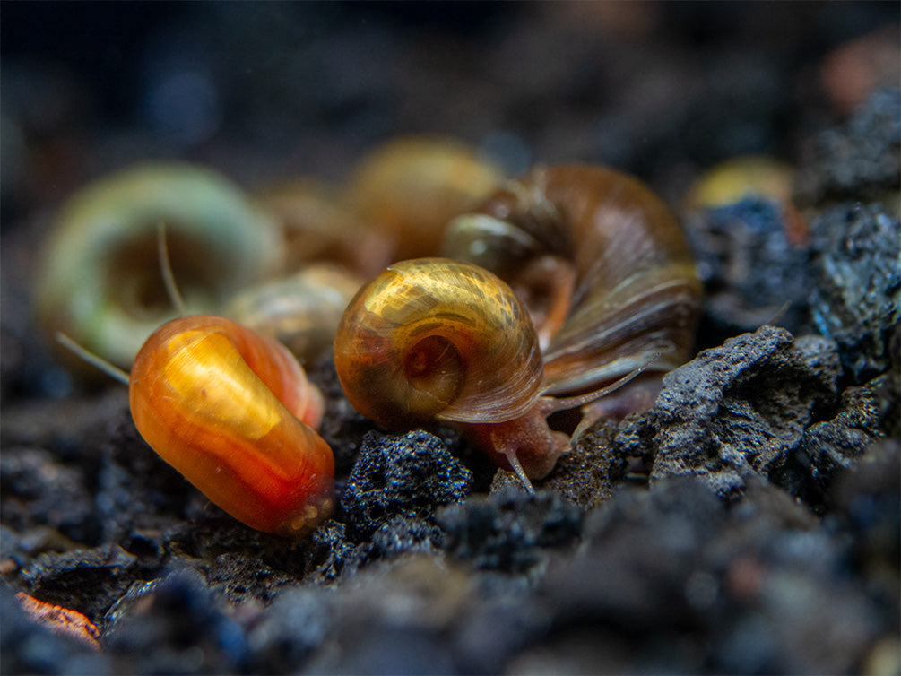 Assorted Ramshorn Snails (Planorbarius corneus), Tank-Bred!