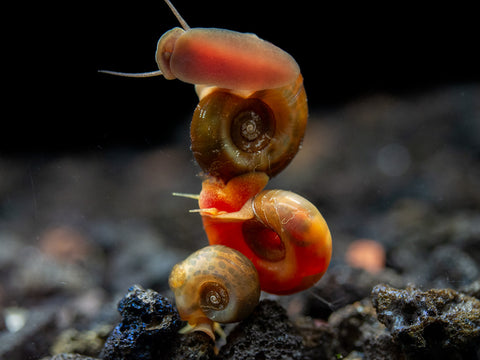 Bright Red Ramshorn Snails (1/4" to 1")