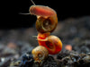 Assorted Ramshorn Snails (Planorbarius corneus), Tank-Bred!