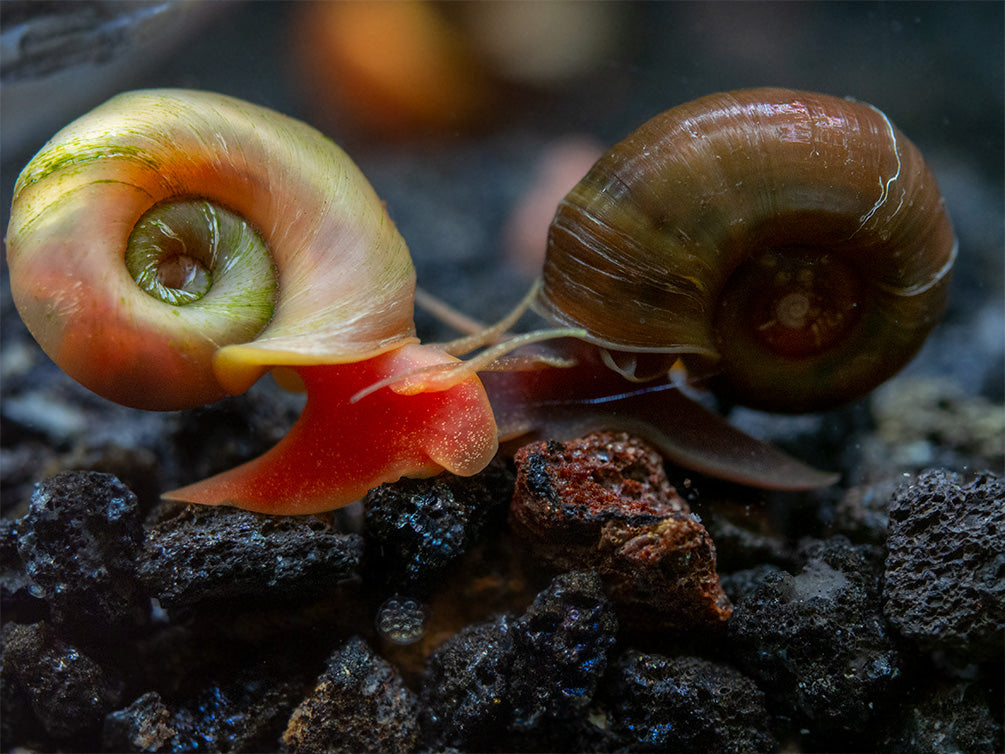 Assorted Ramshorn Snails (Planorbarius corneus), Tank-Bred!