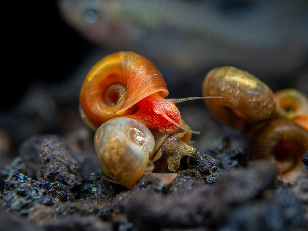 Assorted Ramshorn Snails (Planorbarius corneus), Tank-Bred!