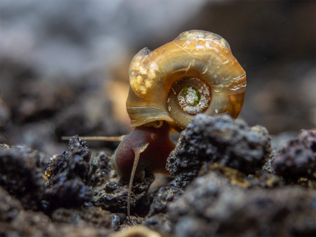 Assorted Ramshorn Snails (Planorbarius corneus), Tank-Bred!