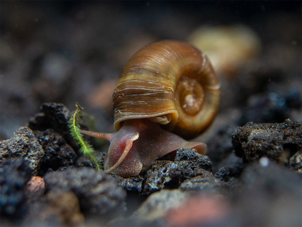 Coburg Aquarium  Red Ramshorn Snail