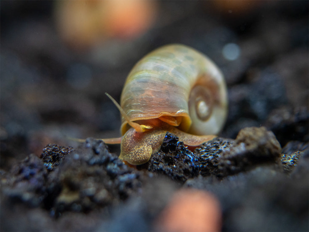 Assorted Ramshorn Snails (Planorbarius corneus), Tank-Bred!