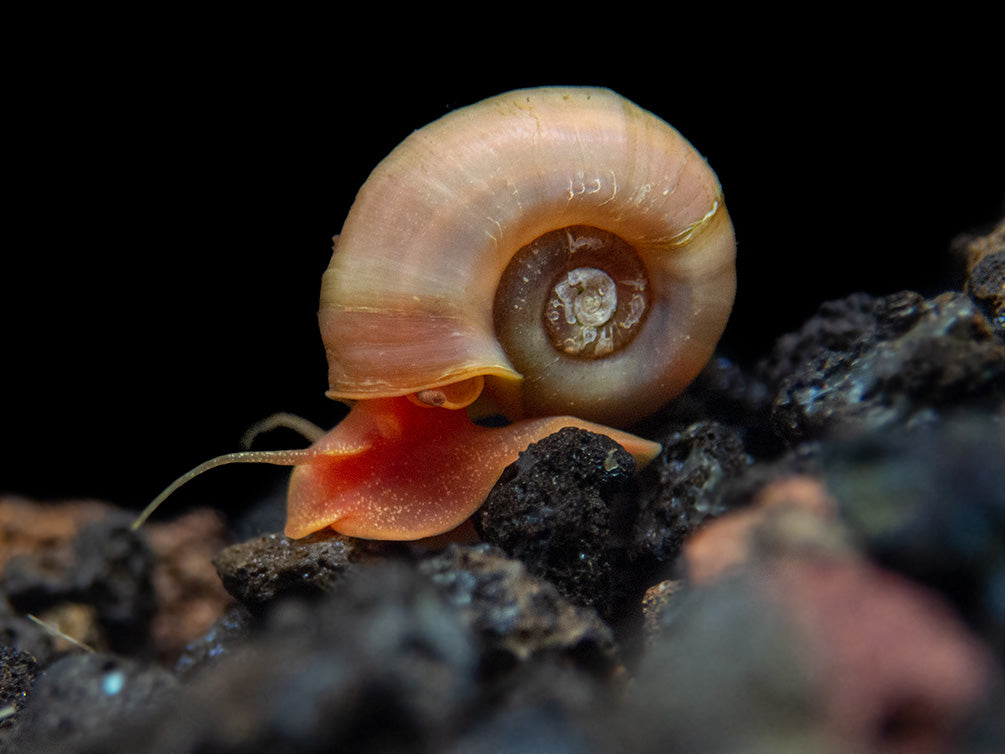 Assorted Ramshorn Snails (Planorbarius corneus), Tank-Bred!