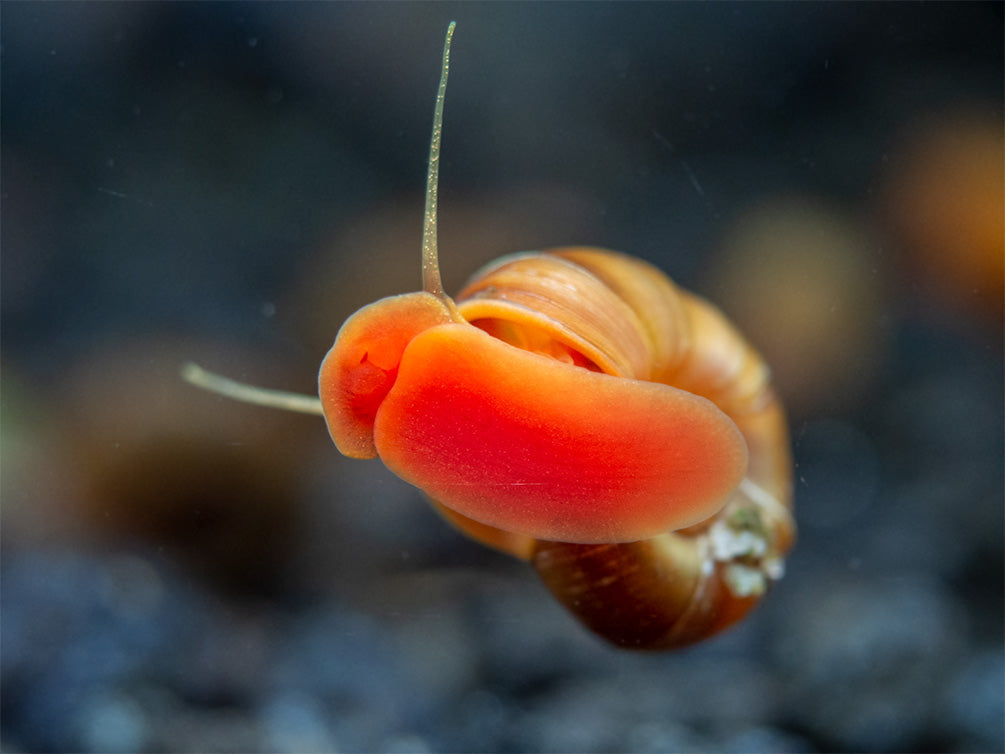 Assorted Ramshorn Snails (Planorbarius corneus), Tank-Bred!