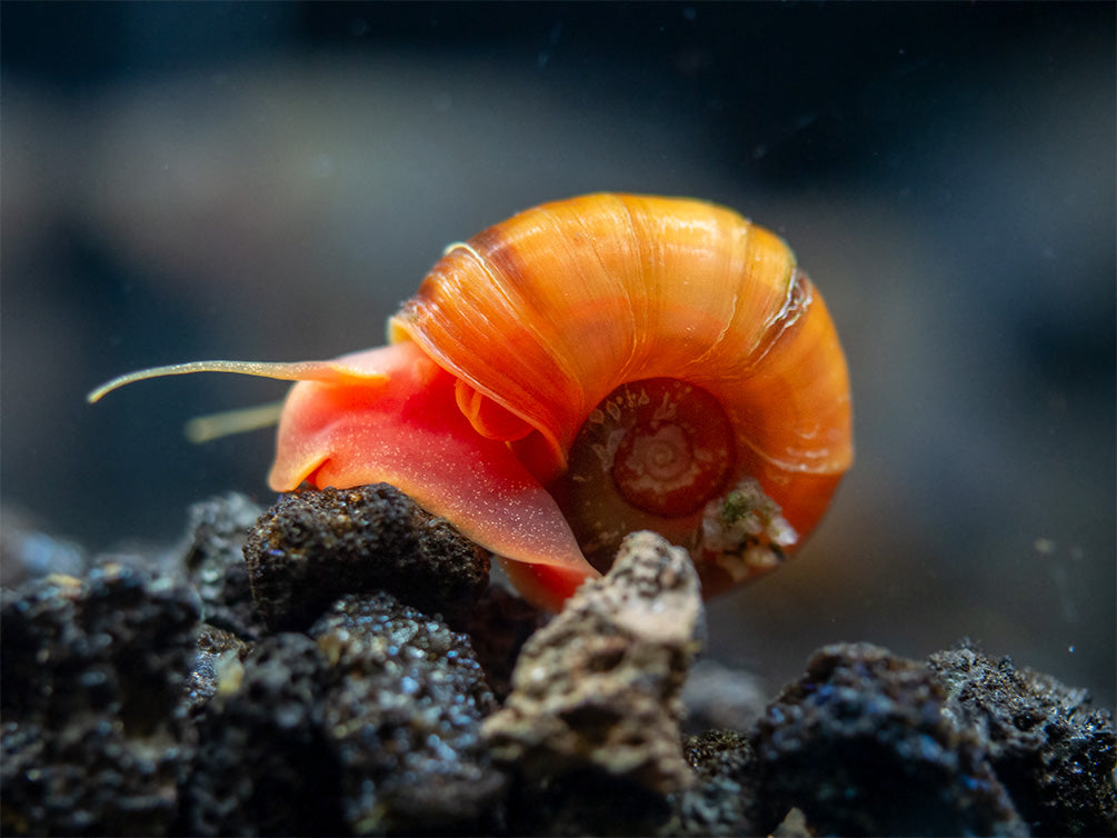 Assorted Ramshorn Snails (Planorbarius corneus), Tank-Bred!