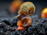 Assorted Ramshorn Snails (Planorbarius corneus), Tank-Bred!
