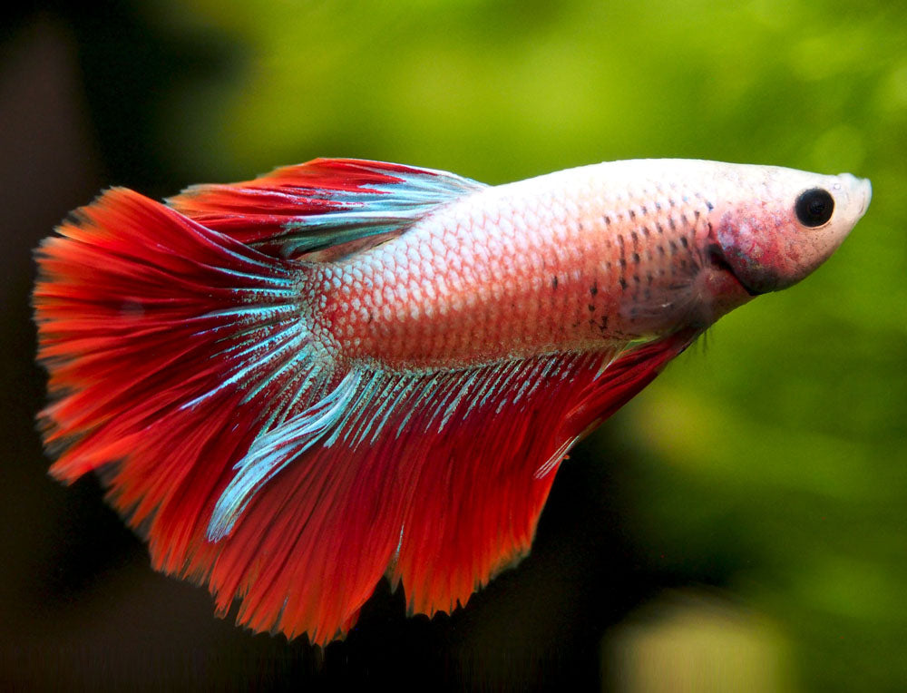 Assorted DELUXE Halfmoon Betta (Betta splendens) - Tank-Bred!