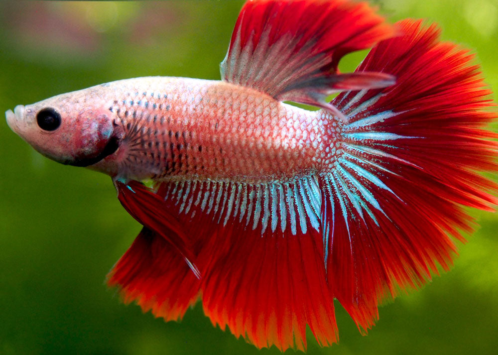 Assorted DELUXE Halfmoon Betta (Betta splendens) - Tank-Bred!