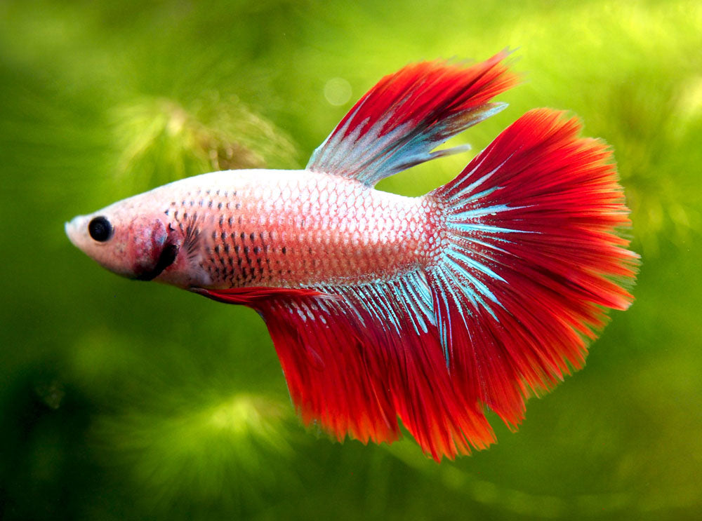 Assorted DELUXE Halfmoon Betta (Betta splendens) - Tank-Bred!