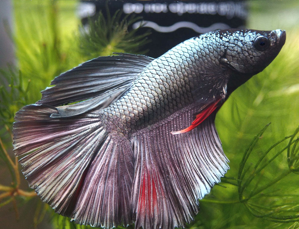 Assorted DELUXE Halfmoon Betta (Betta splendens) - Tank-Bred!