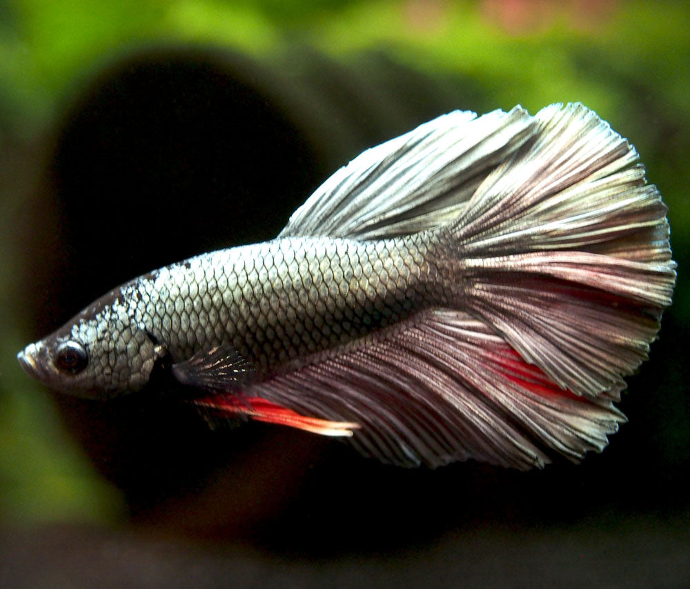 Assorted DELUXE Halfmoon Betta (Betta splendens) - Tank-Bred!